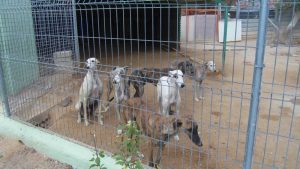 Galgos in a rescue shelter