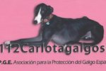 carlotta_galgos