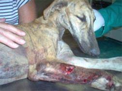 Mistreated and injured galgo (2)