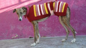 Knit for the galgos