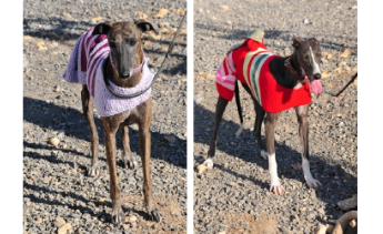Knit for the Galgos