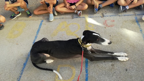 More friends for Mark the galgo!