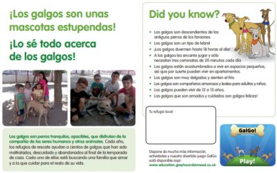 Galgos make great pets! Information leaflet