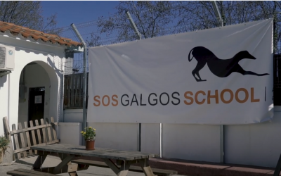 SOS Galgos School