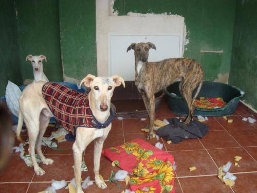 Galgos in the shelter