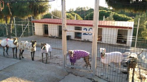 Rescued galgos
