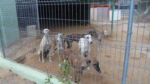 Galgos in a rescue shelter