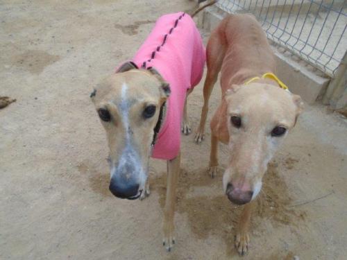 Rescued galgos