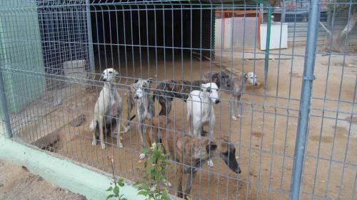 Rescued galgos in a shelter